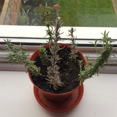 Nicola's garden