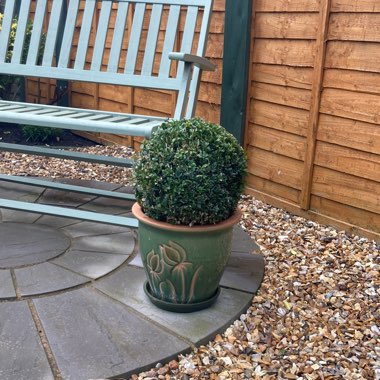 Warren's garden