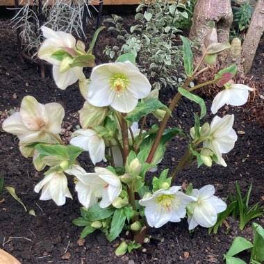 Warren's garden