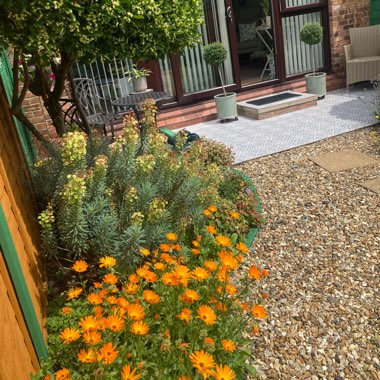 Warren's garden