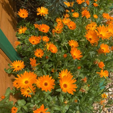Warren's garden