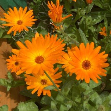 Warren's garden