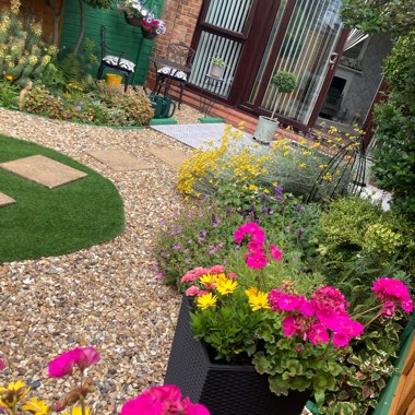 Warren's garden