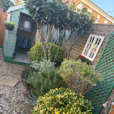 Warren's garden