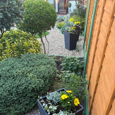 Warren's garden