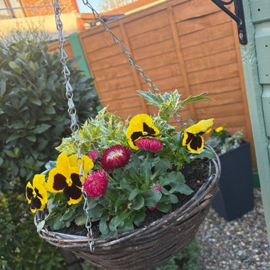 Warren's garden