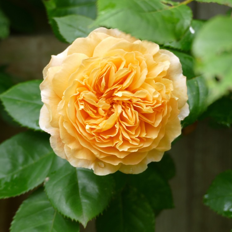 Plant image Rosa 'Auswinter' syn. Rosa 'Crown Princess Margareta'