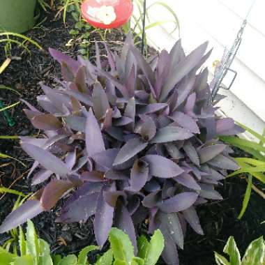 Purple-Heart Spiderwort