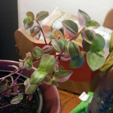 Bolivian Jew 'Bianca'