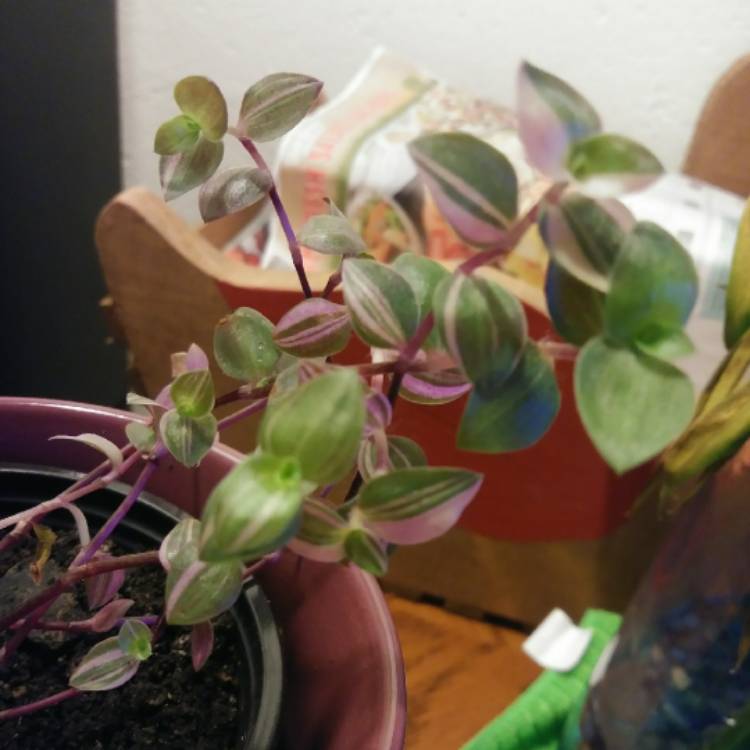 Plant image Callisia repens 'Bianca'