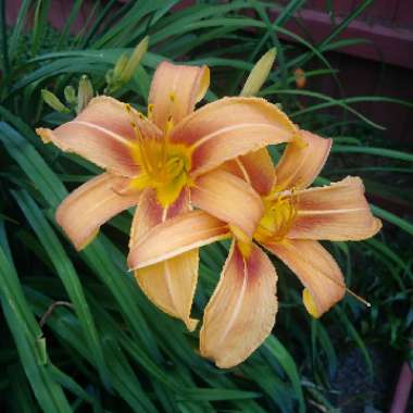 Daylily 'Kwanso'