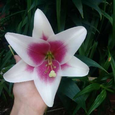 Lily 'Triumphator' (Other)