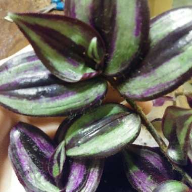 Silver Inch Plant