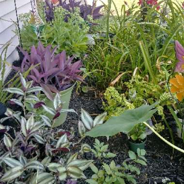 Ashley's garden