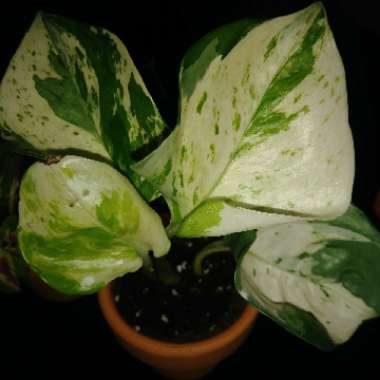 Epipremnum 'Marble Queen'