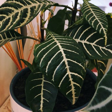 Aphelandra Squarrosa