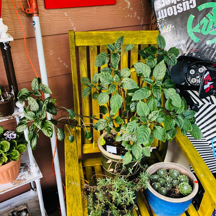plant image 1002345