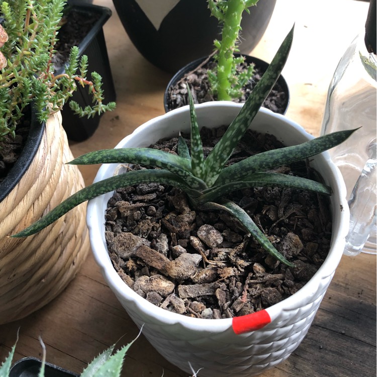 plant image 1003578