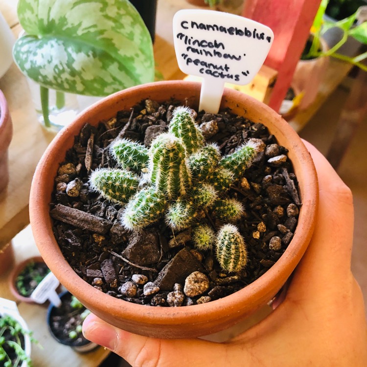 Plant image x Chamaelobivia Lincoln Rainbow