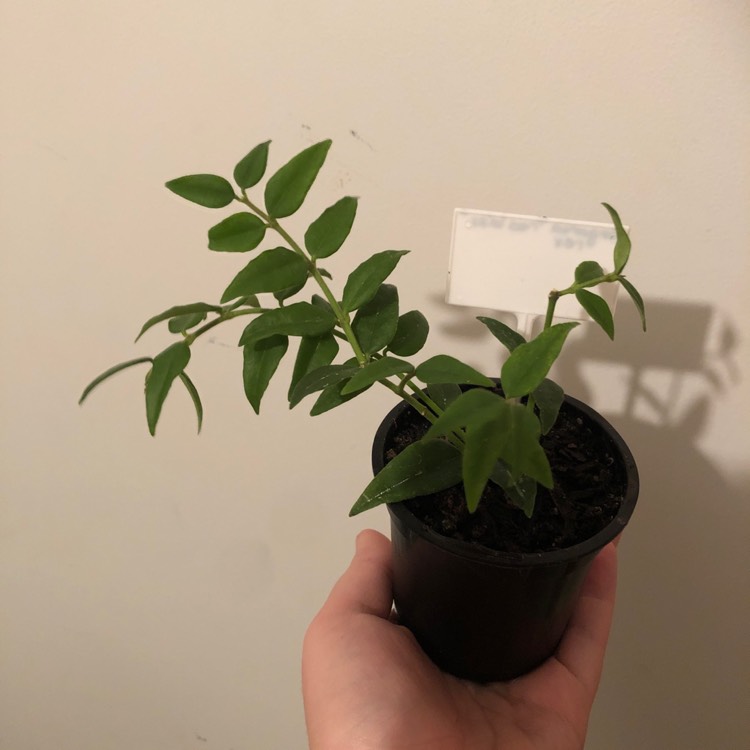 Plant image Hoya Bella