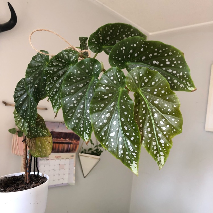 plant image 1152413