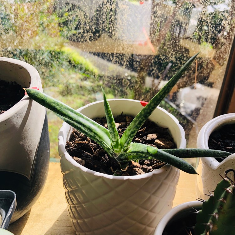 plant image 1152422