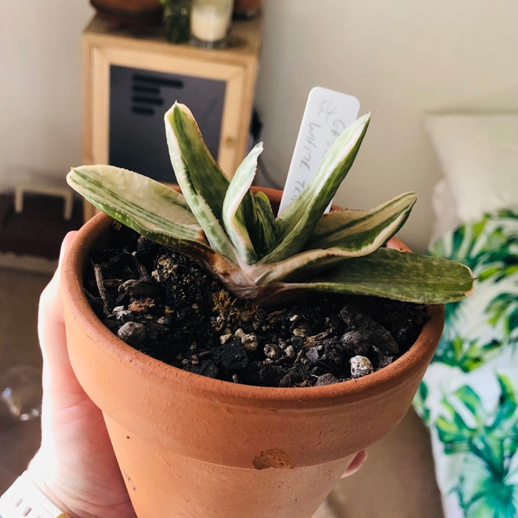 plant image 1152426