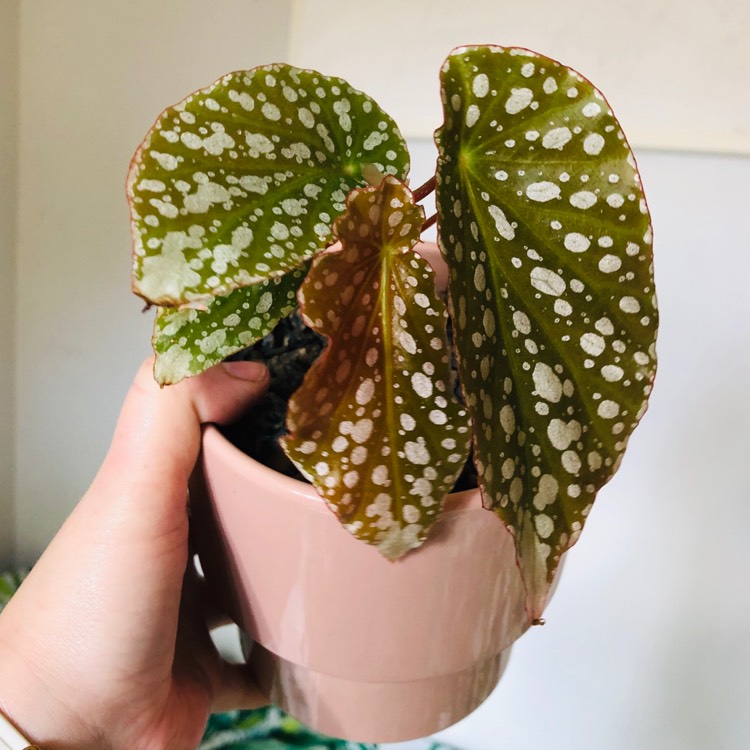 plant image 1152449