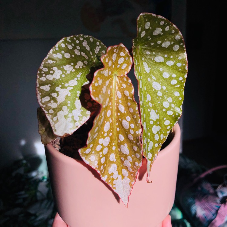 plant image 1162842