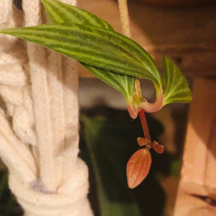 plant image 1185973