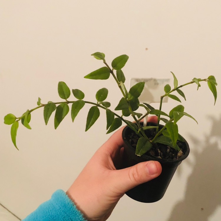 plant image 1185975