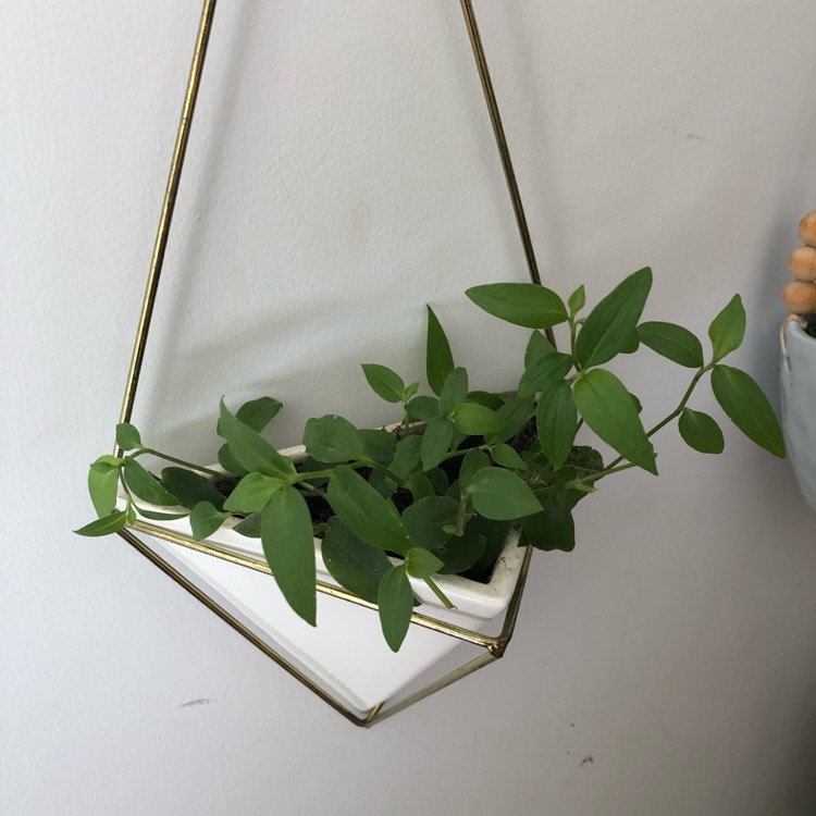 Plant image Tradescantia fluminensis