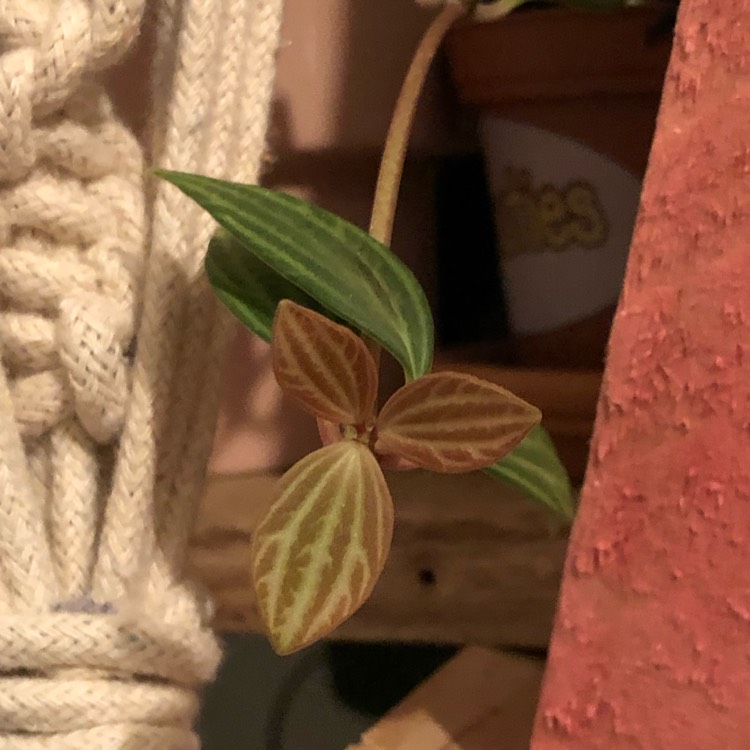 plant image 1191308