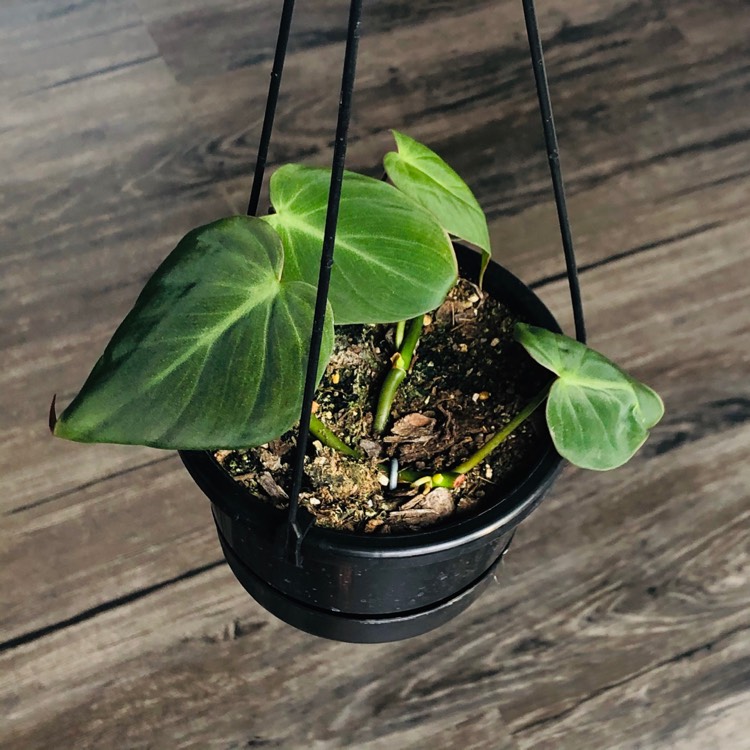 plant image 1209941