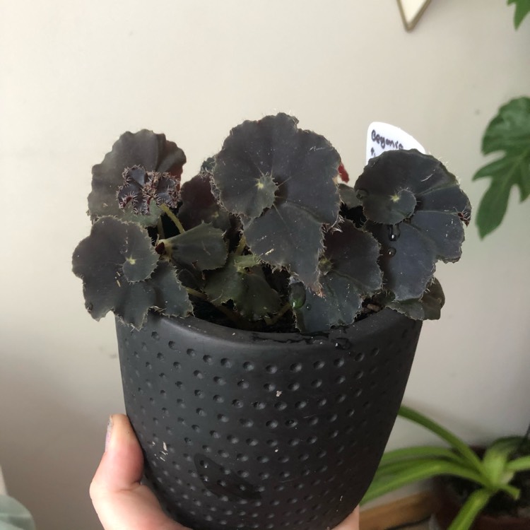 plant image 1215299 plant image 1215299