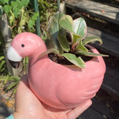 Peperomia Tricolor