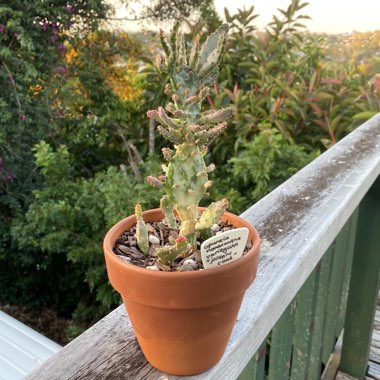 Opuntia monacantha f. monstruosa variegata