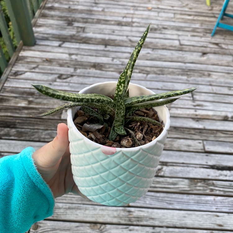 plant image 1230082