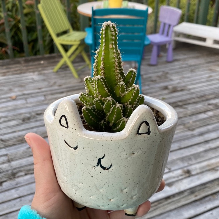 plant image 1230085
