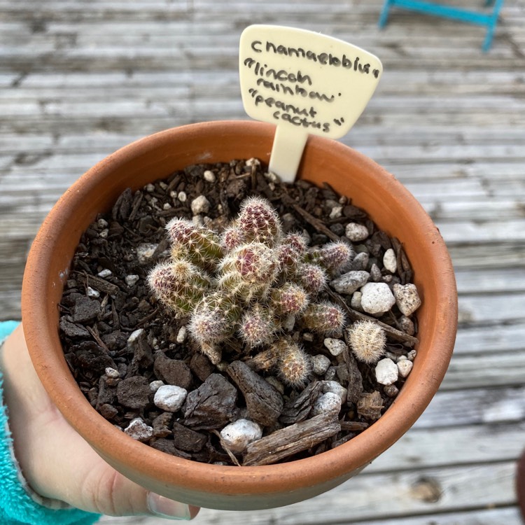 plant image 1230089