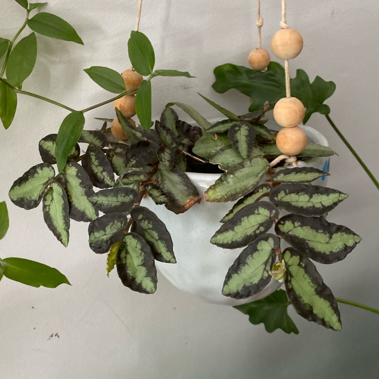 Plant image Pellionia Repens