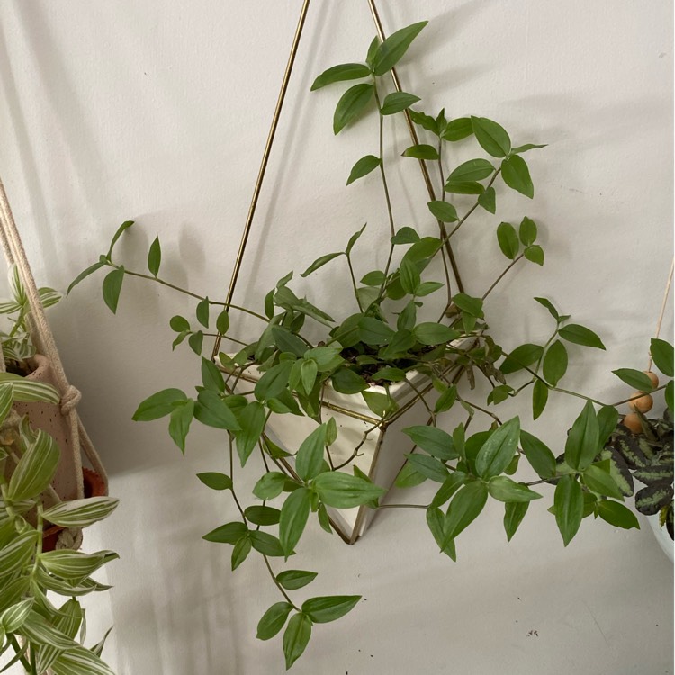 plant image 1264512