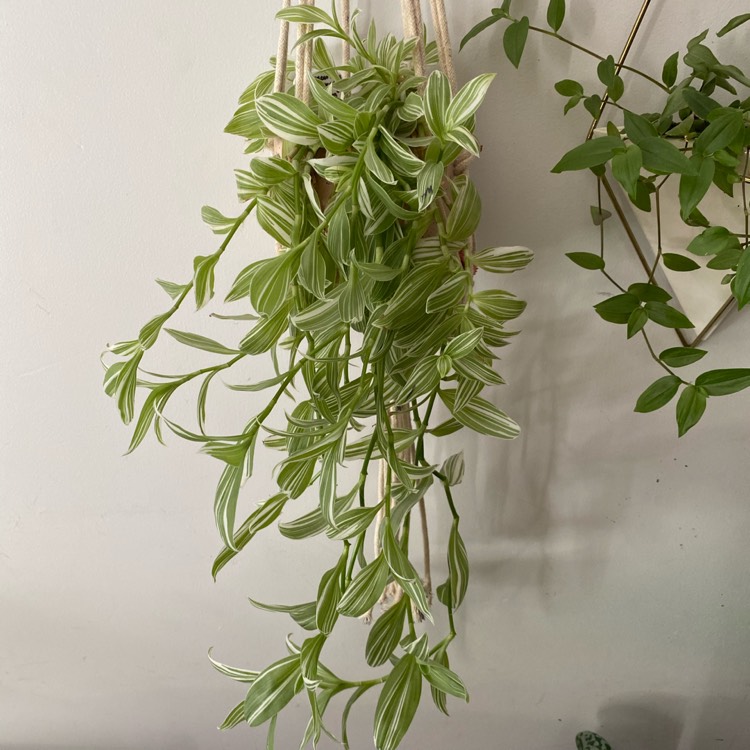 plant image 1264513 plant image 1264513