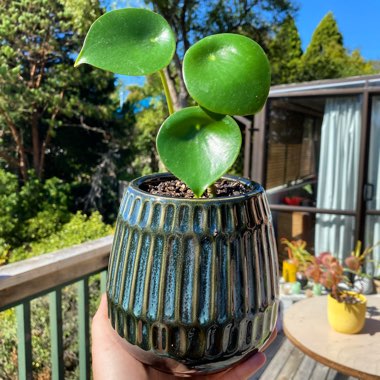 Peperomia polybotrya 'Raindrop'