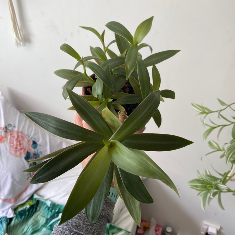 plant image 1266629 plant image 1266629