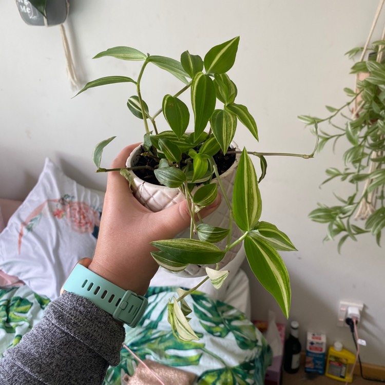 plant image 1266634 plant image 1266634