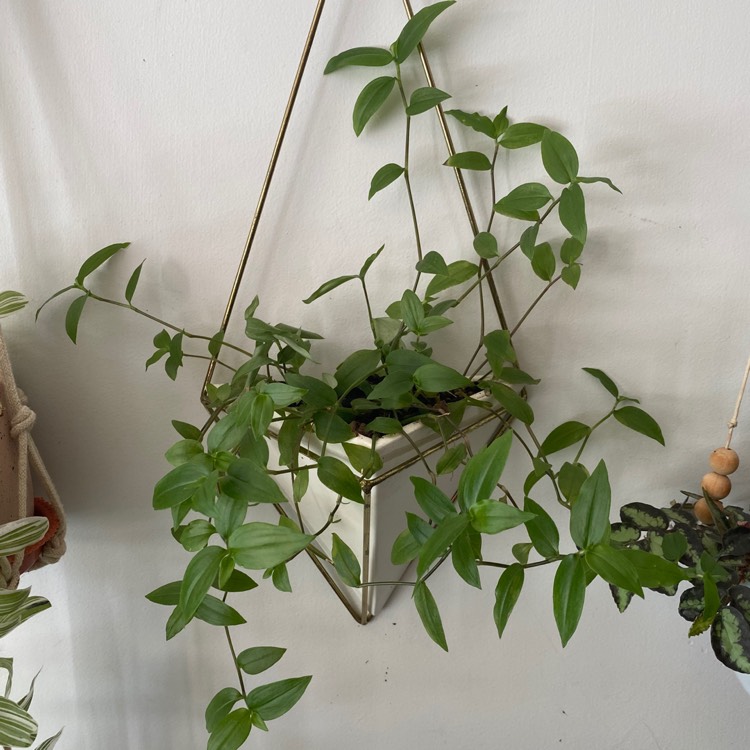 plant image 1266694