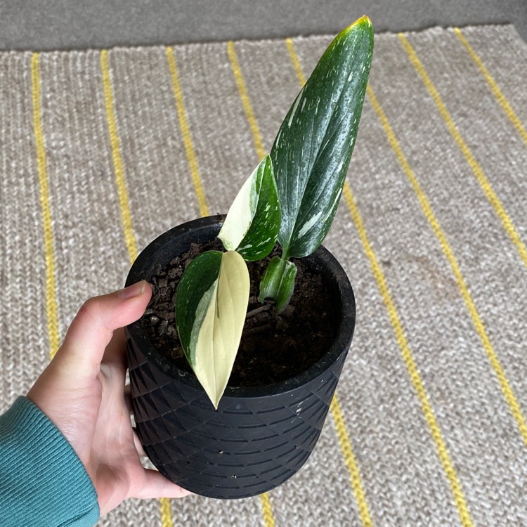 Plant image Monstera standleyana 'Albovariegata'