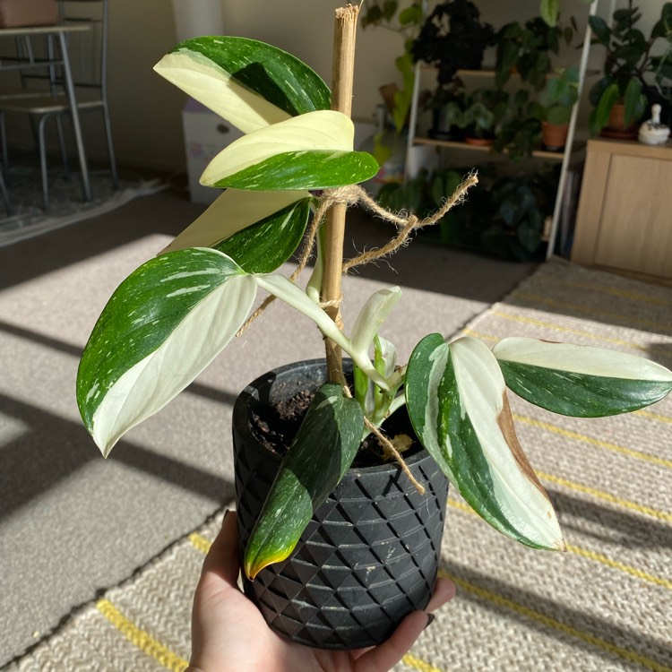 plant image 1498420