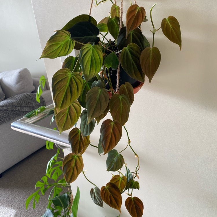 plant image 1498430